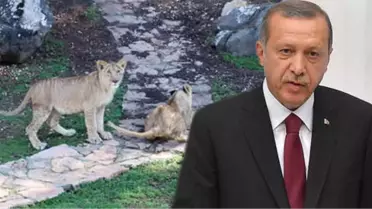 Cumhurbaşkanı Erdoğan'ın Aslanlarını Duyan Vatandaşlar Hayvanat Bahçesine Akın Ediyor