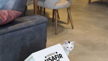 Doğtaş, Sokak Hayvanlarına Sahip Çıkıyor