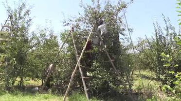 Vişne Üreticisi Fiyat İstikrarı İçin Destek Bekliyor