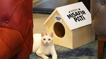 Doğtaş Sokak Hayvanlarına Sahip Çıkıyor