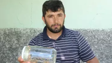 Et Yiyen Örümceği Işıkla Avlıyorlar