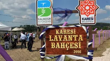 Karesi'de Lavanta Hasadı Yapıldı