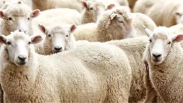 Kurban Fiyatları Belli Oldu: Yurt İçi 850, Yurt Dışı 625 TL