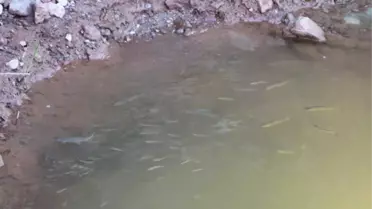 Toplu Balık Ölümlerini Nedeni Belli Oldu