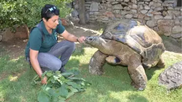 Kaplumbağa 'Tuki' Dünya Şampiyonu Bildi
