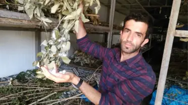 Kullanılmayan Köy Evleri İpek Böceği Besim Evlerine Dönüştürülüyor