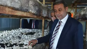 Vali Şıldak: 'Altınyayla'da Günde 20 Tom Mantar Yetiştiriliyor'