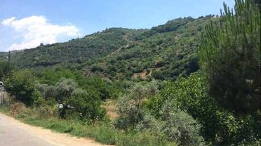 İncir ve Zeytin Ağaçlarının Bulunduğu Bölgede Jeotermal Kaynak Aranacak