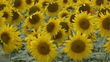 Konya Konya Ovası, Ayçiçek Üretiminde Trakya ile Yarışıyor Hd