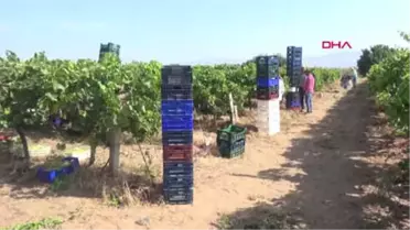 Manisa Sultaniye Üzümde Hasat ve İhracat Sevinci Hd 1