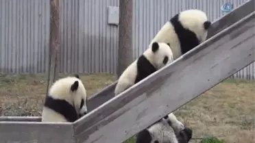 Pandalara İsim Aranıyor