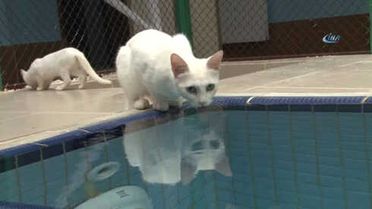 Van'da Yüzücü Kediler Yetiştirilecek