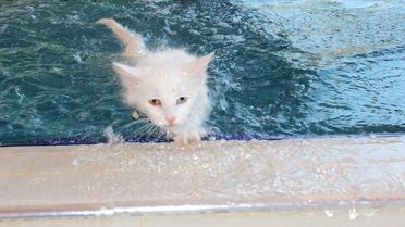 Van Kedilerine Yüzme Eğitimi