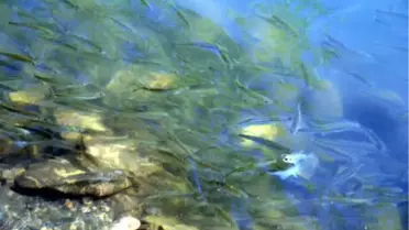 Botan Çayı'ndaki Balıkları Elleriyle Besliyor