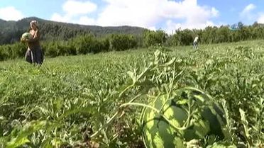 Hatay Karpuzu, Adana Karpuzuna Rakip Oldu