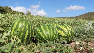 Hatay Karpuzu, Adana Karpuzuna Rakip Oldu