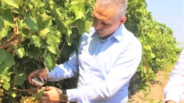 Manisa'da Üzüm Bağlarını Faydalı Böcekler Koruyor