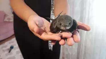 Ebabil Kuşu Yardım Bekliyor