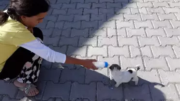 Sokakta Bulduğu Yavru Köpeği Biberon ile Besliyor