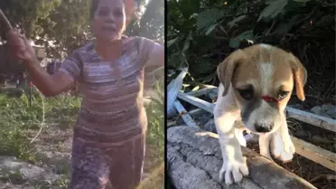 Yavru Köpeğe Odunla Yapılan Saldırıya Suç Duyurusu