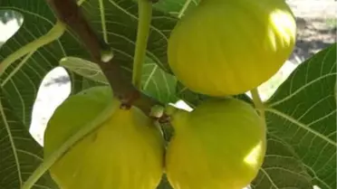 Melli İnciri Tescillendi