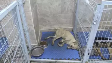Ayağı ve Kuyruğu Kesilen Köpek Tedavi Altına Alındı