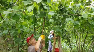 Bahçedeki Fındık Üreticisinin Gözü Kulağı TMO'da