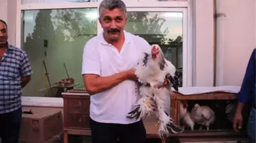 Bu Tavuklar Kuzu Fiyatına Satılıyor