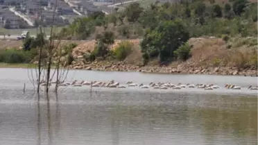 Boğazköy Barajı'na Bu Kez Pelikanlar Geldi