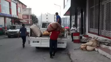 Ordu'da Üreticiler Fındık Satışına Başladı
