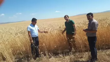 Özalp'ta Buğday Hasadına Başlandı