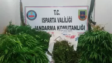 Yalvaç'ta Yasa Dışı Kenevir Yetiştiriciliğine Jandarma Baskını: 1 Gözaltı
