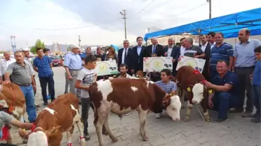 Podyuma Bu Defa Buzağılar Çıktı