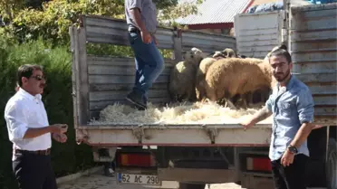Tunceli'de Genç Çiftçilere Bin 20 Koyun Dağıtıldı