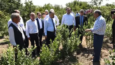 Dağ Yöresinde Hasat Zamanı
