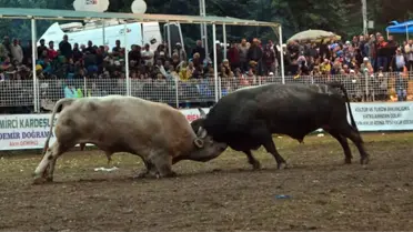 Boğa Güreşleri Türkiye Şampiyonu Belli Oldu