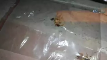 Prof. Dr. Selim Kurtoğlu: 'Türkiye'de Et Yiyen Örümcek Yok'