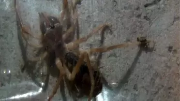 Türkiye'de Et Yiyen Örümcek Var mı ?