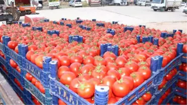 İnsuyu Domatesi Marka Olma Yolunda