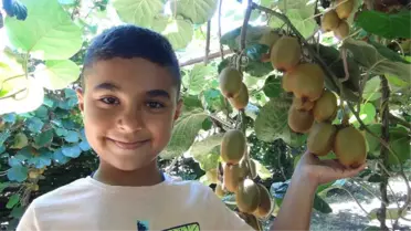 Türkiye'nin İlk Kivi Hasadı Silifke'de Yapıldı