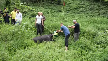 Kesime Götürülürken İki Kişiyi Yaralayan Boğa Kaçtı
