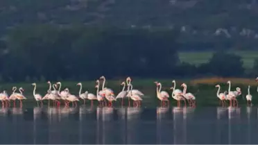 Mermer Ocaklarının Kaçırdığı Flamingolar Geri Döndü