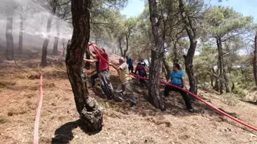 Reşadiye'de Orman Yangını