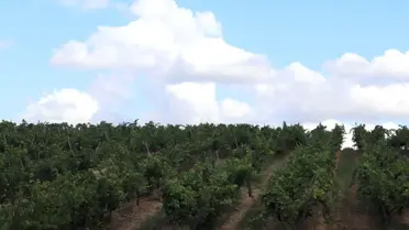 Türkiye'nin Yeni Toskanası:Trakya!