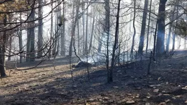 Akdağmadeni'nde Orman Yangını