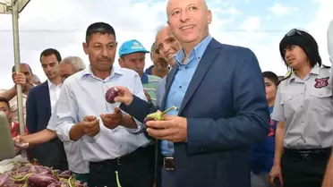 Yamula Patlıcanı Tanıtım Etkinliği Hazırlıkları Tamamlandı
