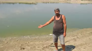Denizli'de Baraj Göletinde Toplu Balık Ölümleri