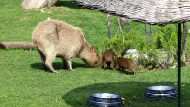 Eskişehir Hayvanat Bahçesi'nde Dört Sevimli Bebek