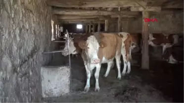 Sivas Sivas'ta 'Şarbon' Paniği; Köy Karantinaya Alındı Hd