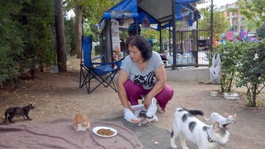 Kedi Evinin Gönüllü Bakıcısı